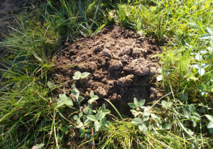 Kretowisko.