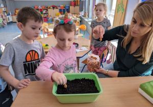 Potem przyszła pora na cebulki dymki.
