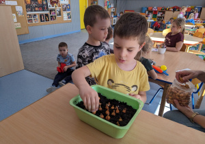 Będzie rósł w kąciku przyrody.