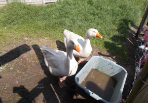 Gęsi.