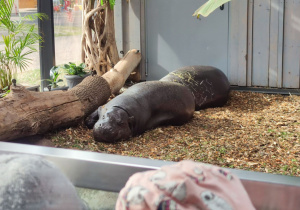 Odpoczywają małe hipopotamy