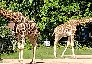 W Zoo widzieliśmy również żyrafy
