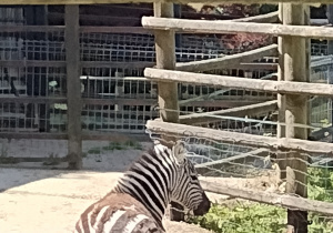 W Zoo widzieliśmy także zebry