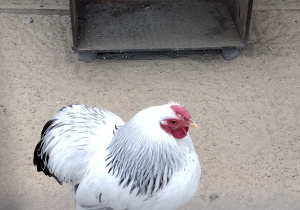 W Zoo były także piękne kury