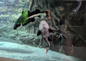 Obejrzeliśmy oceanarium.