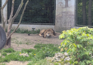 A lew odpoczywał w cieniu.