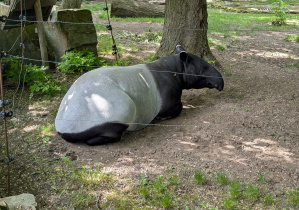 Tapir malajski.