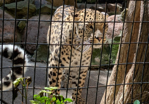 Gepard.