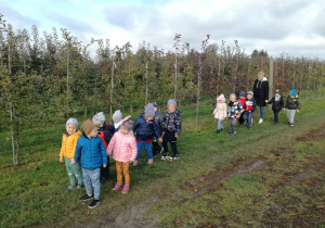 Oglądaliśmy jak rosną drzewa owocowe.