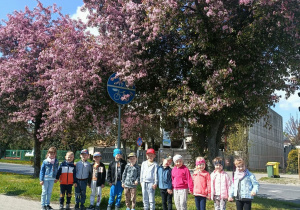 Oglądaliśmy pięknie kwitnące drzewa.